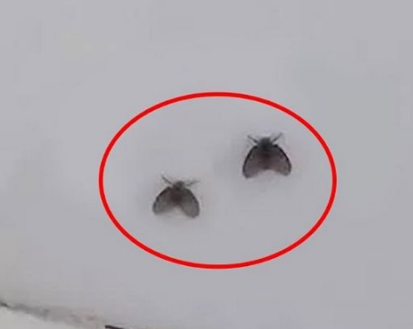 나방파리 정체? 제거 방법(화장실 부엌 벌레 생기는 이유)